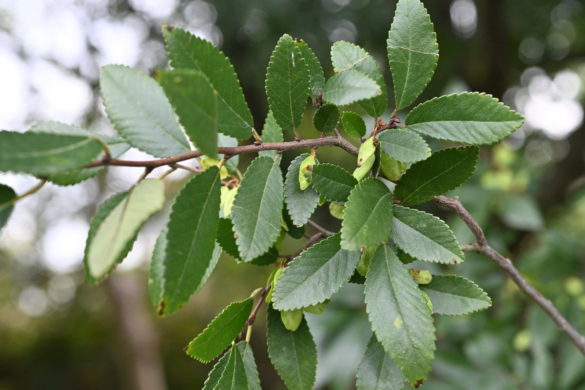 50 semillas de olmo chino (Ulmus parvifolia)