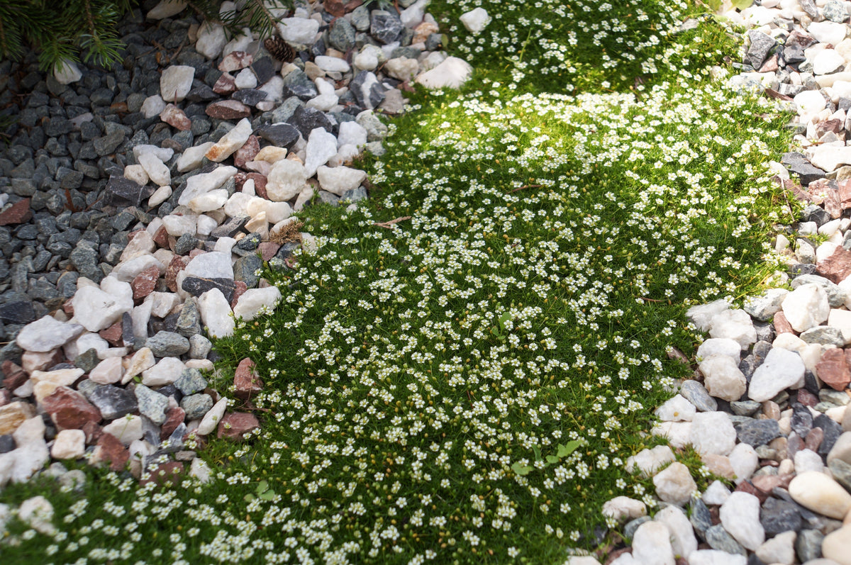 50 semillas de musgo irlandés, brezo, sagina subulata, flores blancas