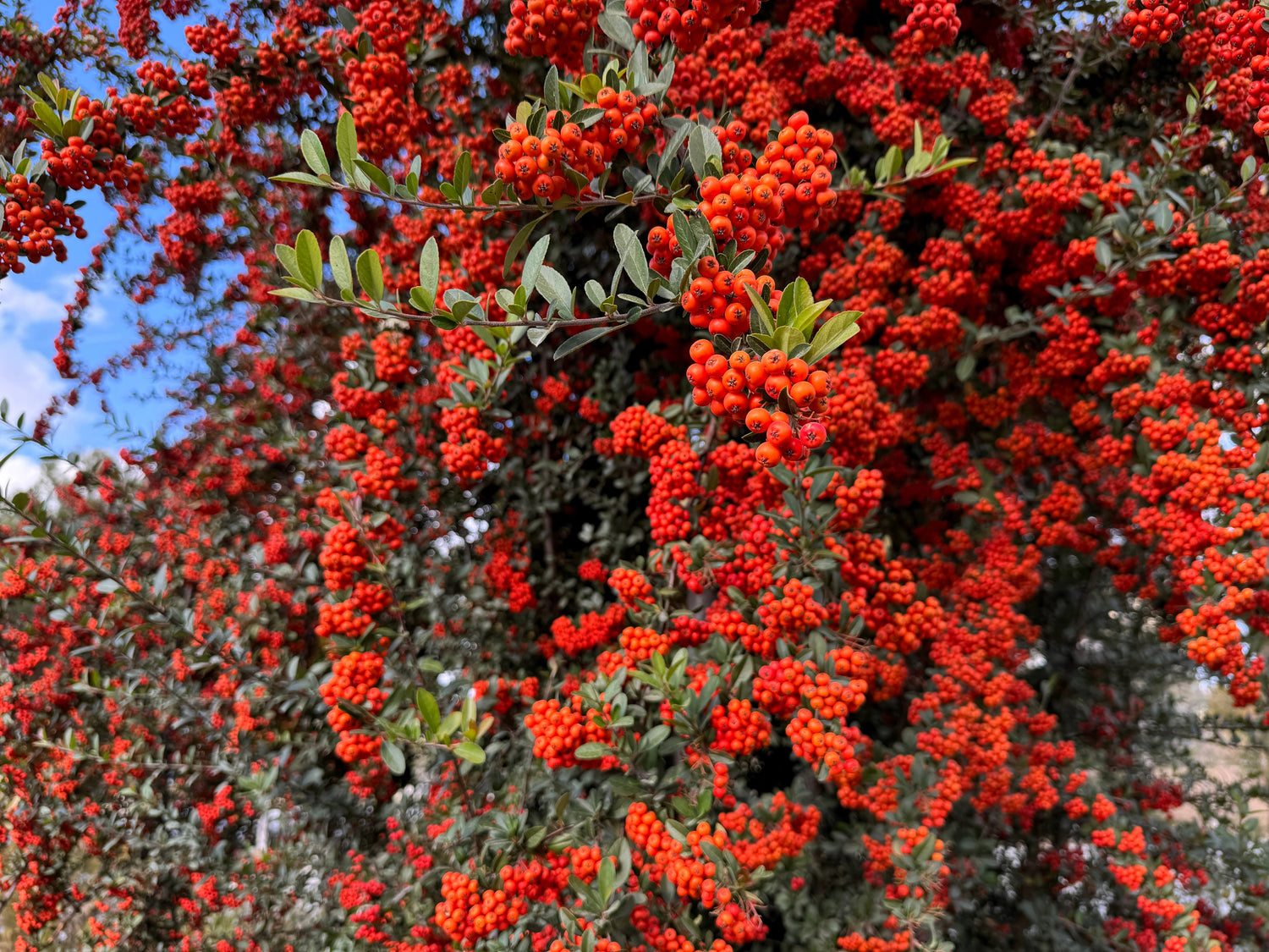25 semillas de flores de arbusto de Pyracantha coccinea (ESPINO DE FUEGO ESCARLATA)