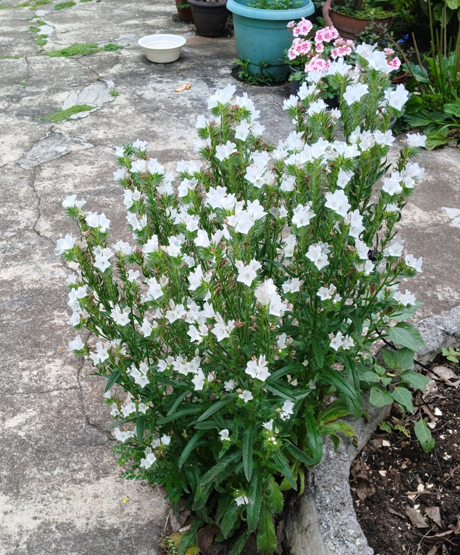 25 semillas de flor de Echium Plantagineum White Bedder de víbora blanca