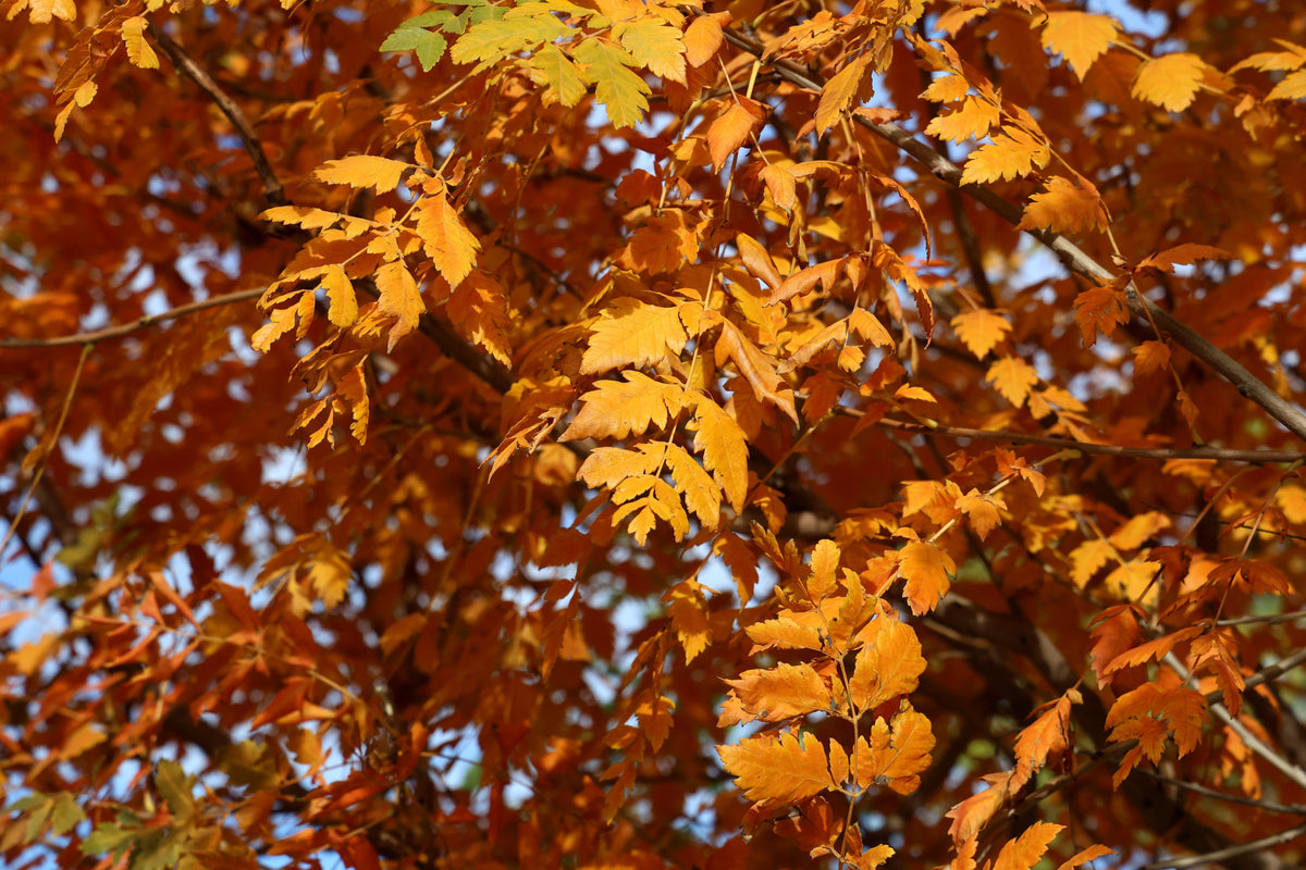 10 semillas de flores amarillas del árbol de la lluvia dorada Koelreuteria paniculata
