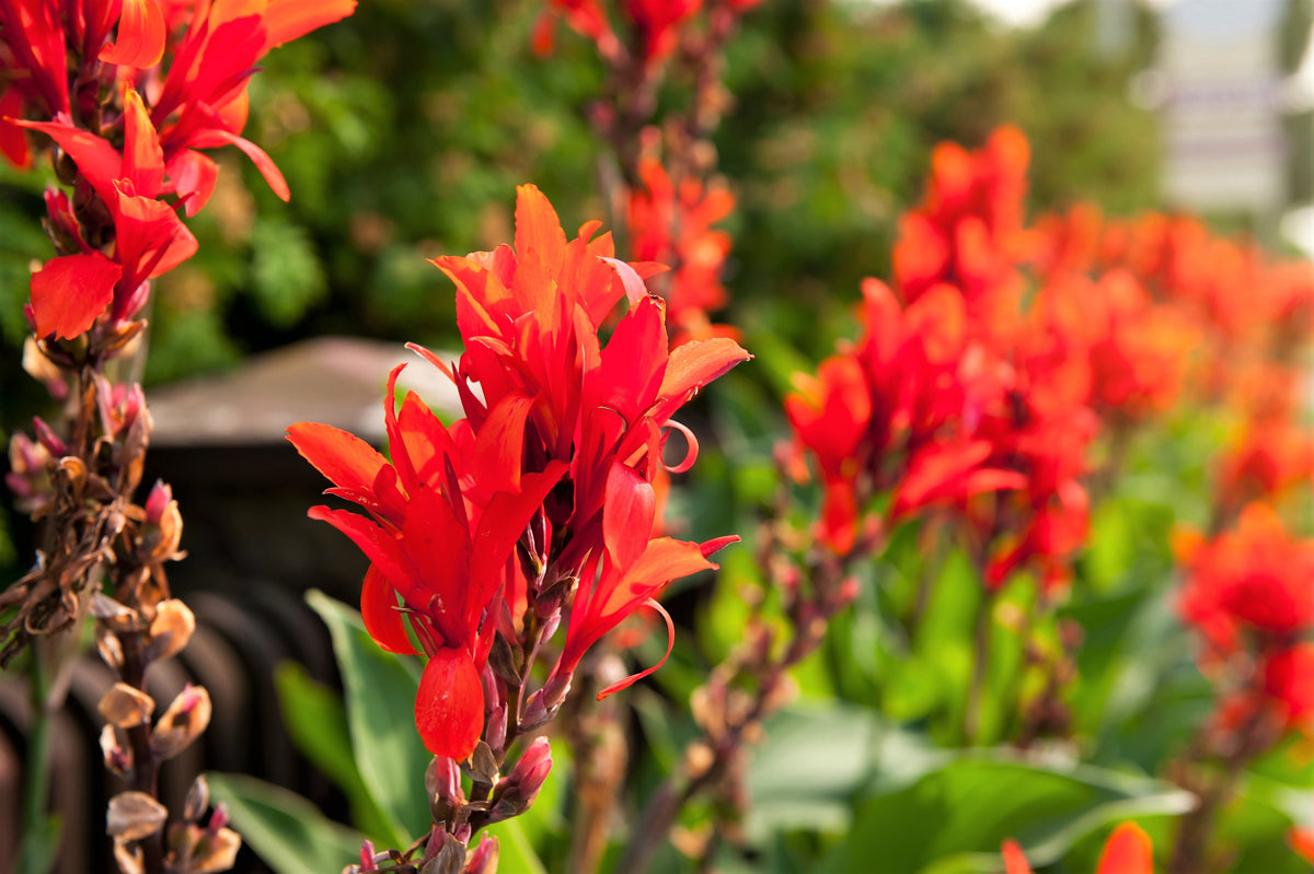 5 semillas de flores de Canna Indica de Indian Shot de lirio de canna rojo