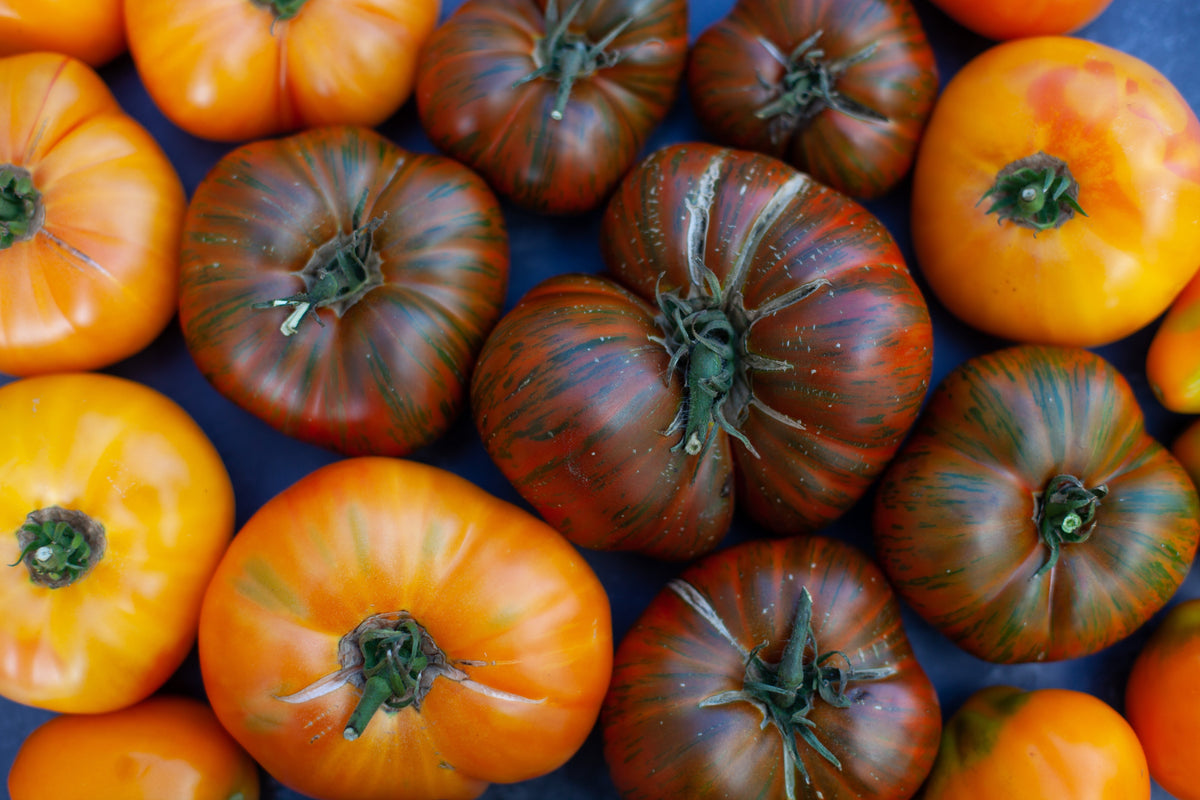 50 TOMATE RAYAS DE CHOCOLATE Marrón con Semillas de Verduras de Frutas Lycopersicon Verdes