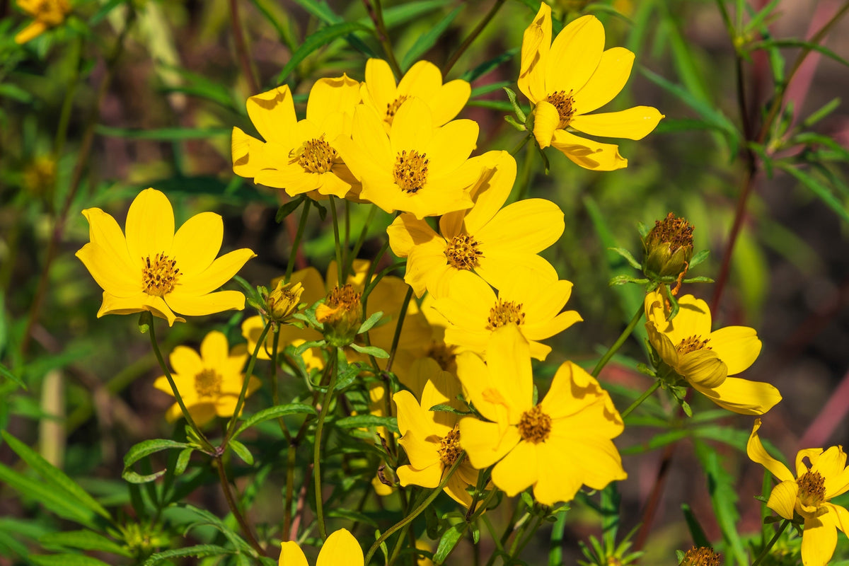 200 semillas de flores de caléndula amarilla de pantano Bidens Aristosa Mutica