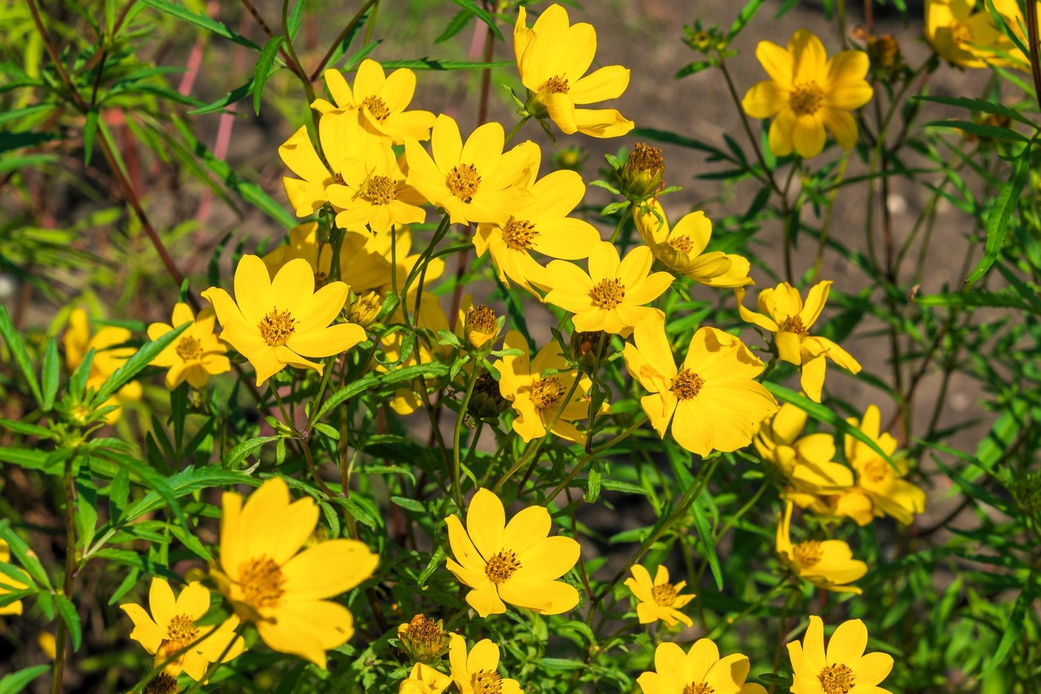 200 semillas de flores de caléndula amarilla de pantano Bidens Aristosa Mutica