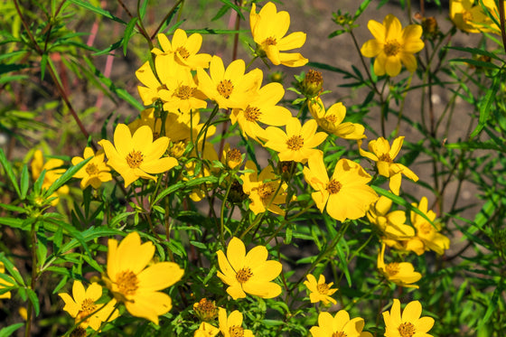 200 semillas de flores de caléndula amarilla de pantano Bidens Aristosa Mutica