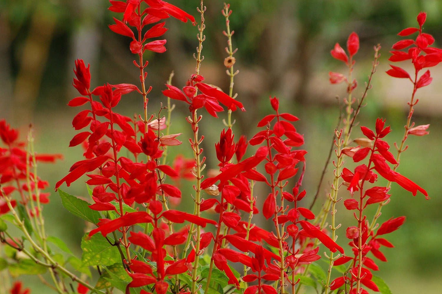 400 semillas de flores de Salvia escarlata (Salvia roja, Salvia de sangre, Salvia roja de Texas)