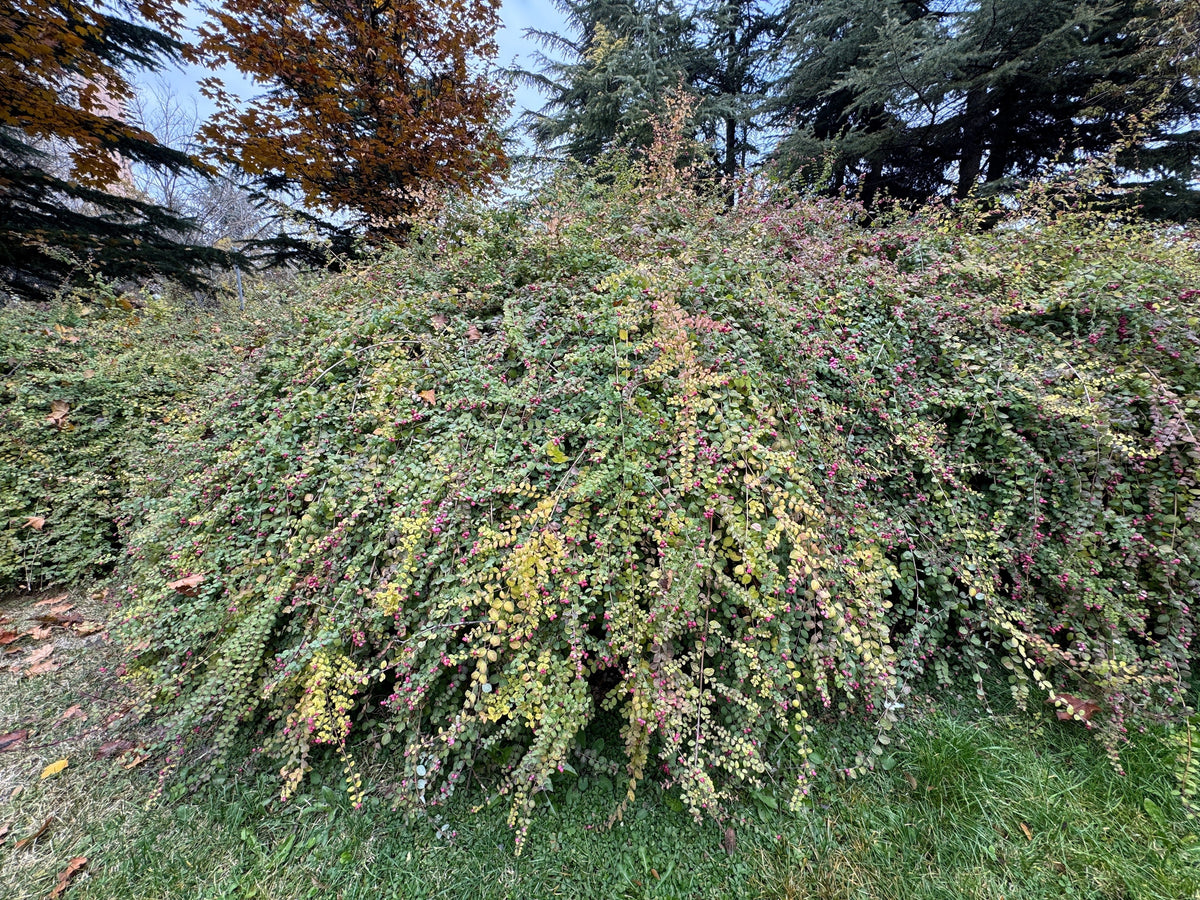 25 semillas de arbusto de flor de CORALBERRY, grosella india rosa, Symphoricarpos Orbiculatus