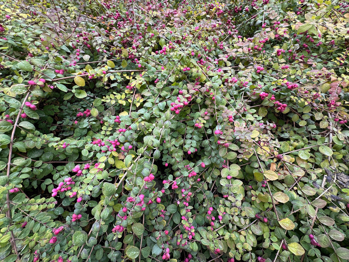 25 semillas de arbusto de flor de CORALBERRY, grosella india rosa, Symphoricarpos Orbiculatus