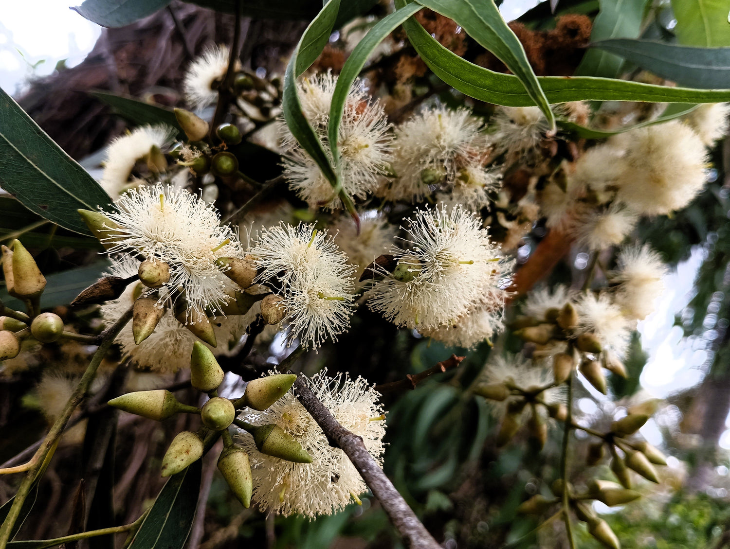 25 semillas de eucalipto tereticornis, eucalipto rojo del bosque, flor de montaña azul grisácea