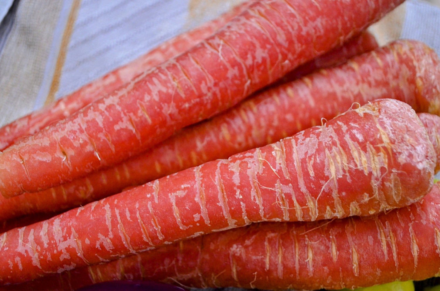 400 semillas de zanahoria roja atómica Daucus carota