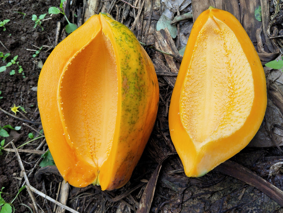 10 semillas de papaya waimanalo enana (árbol frutal hawaiano Carica) para interiores