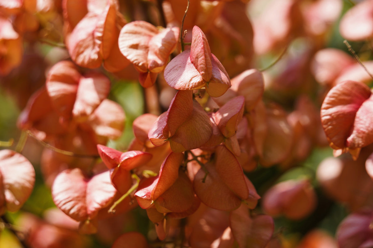 10 semillas de flores amarillas del árbol de la lluvia dorada Koelreuteria paniculata