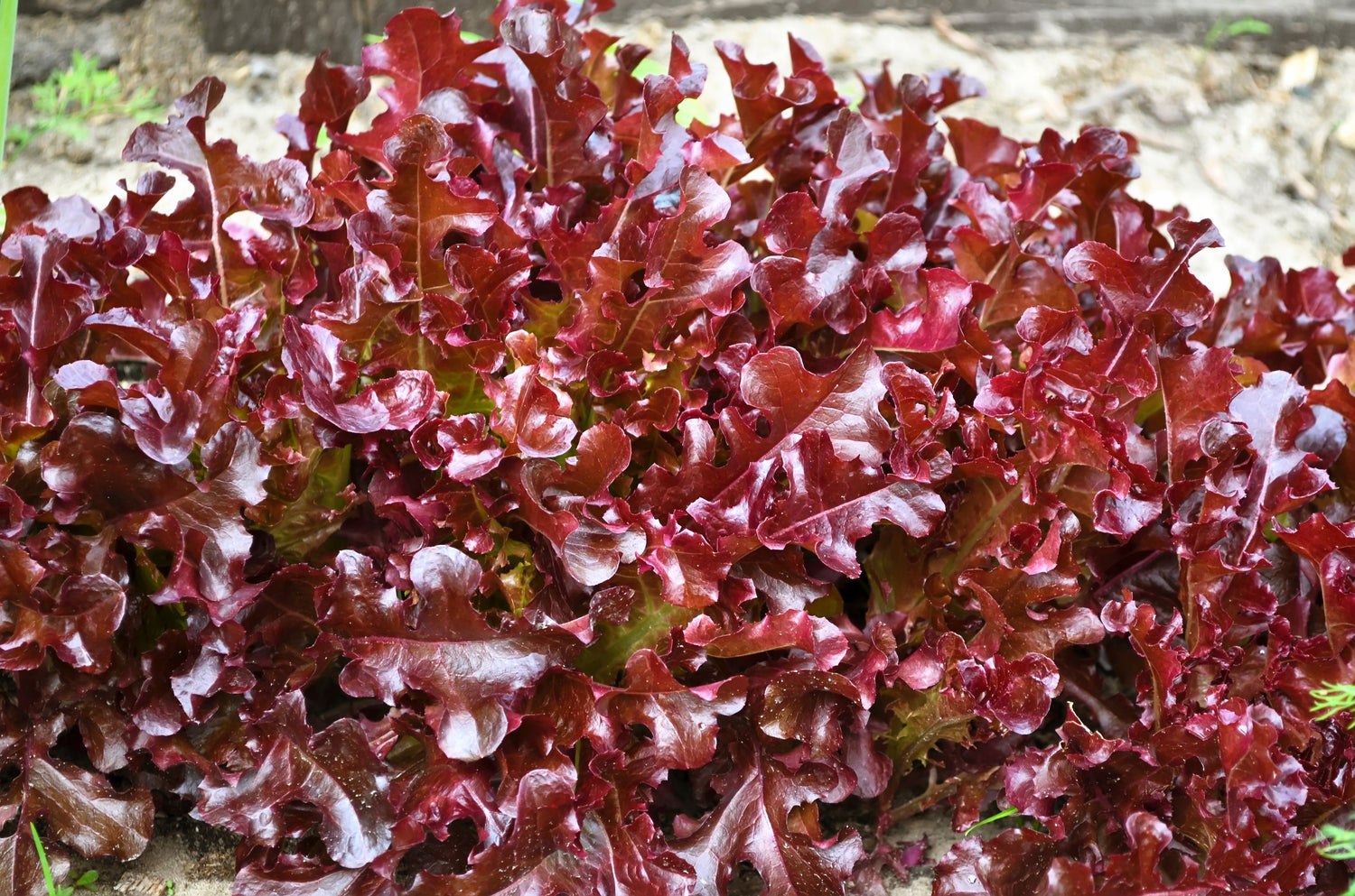 3000 Lechuga de hoja roja ENSALADA BOWL Semillas de hortalizas Lactuca Sativa