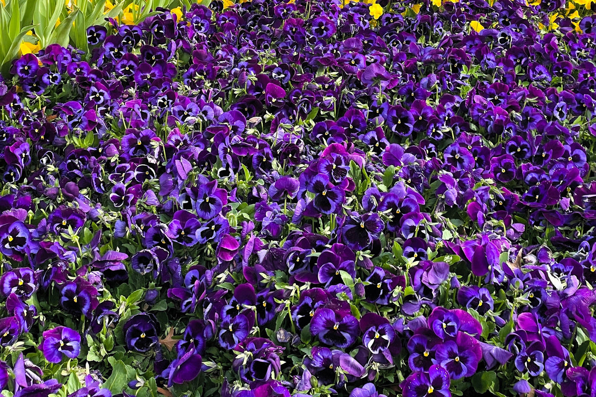 50 semillas de flores de pensamiento de mancha azul intenso, viola gigante suiza, wittrockiana, Ullswater