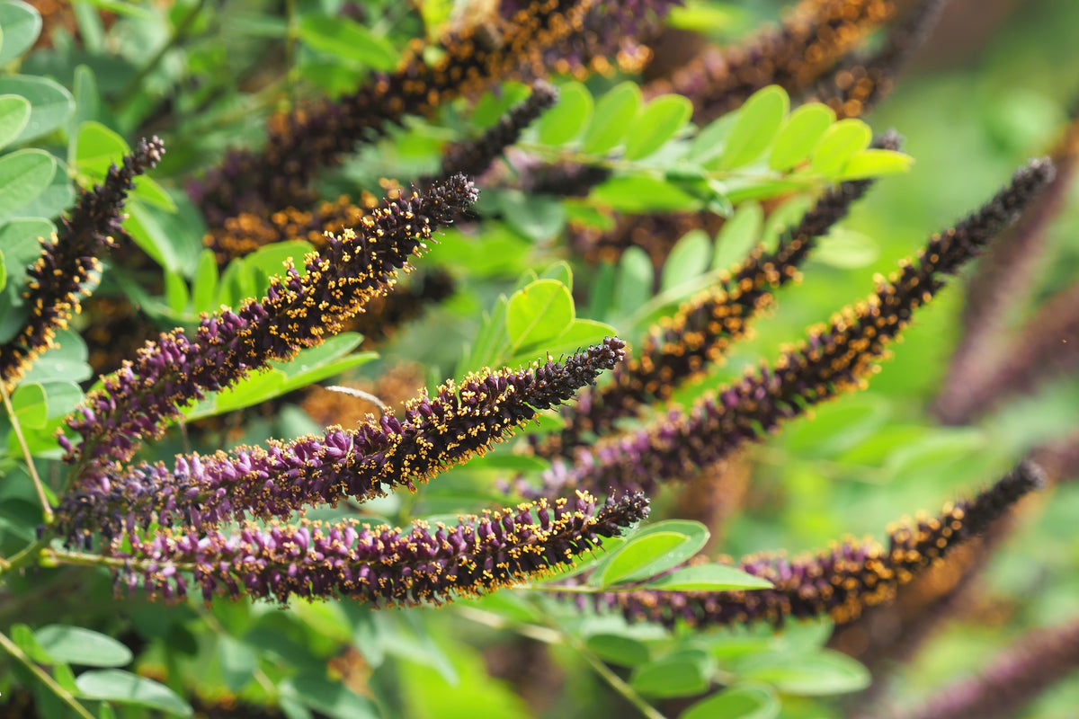 50 semillas de flores de índigo falso aromático (índigo silvestre enano) Amorpha Nana