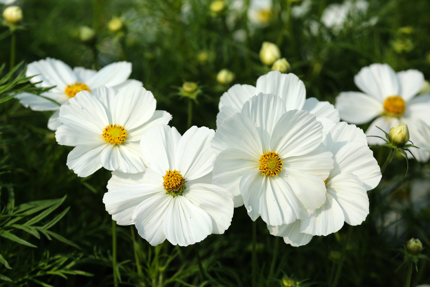 350 semillas de flores de Cosmos Bipinnatus de color blanco puro