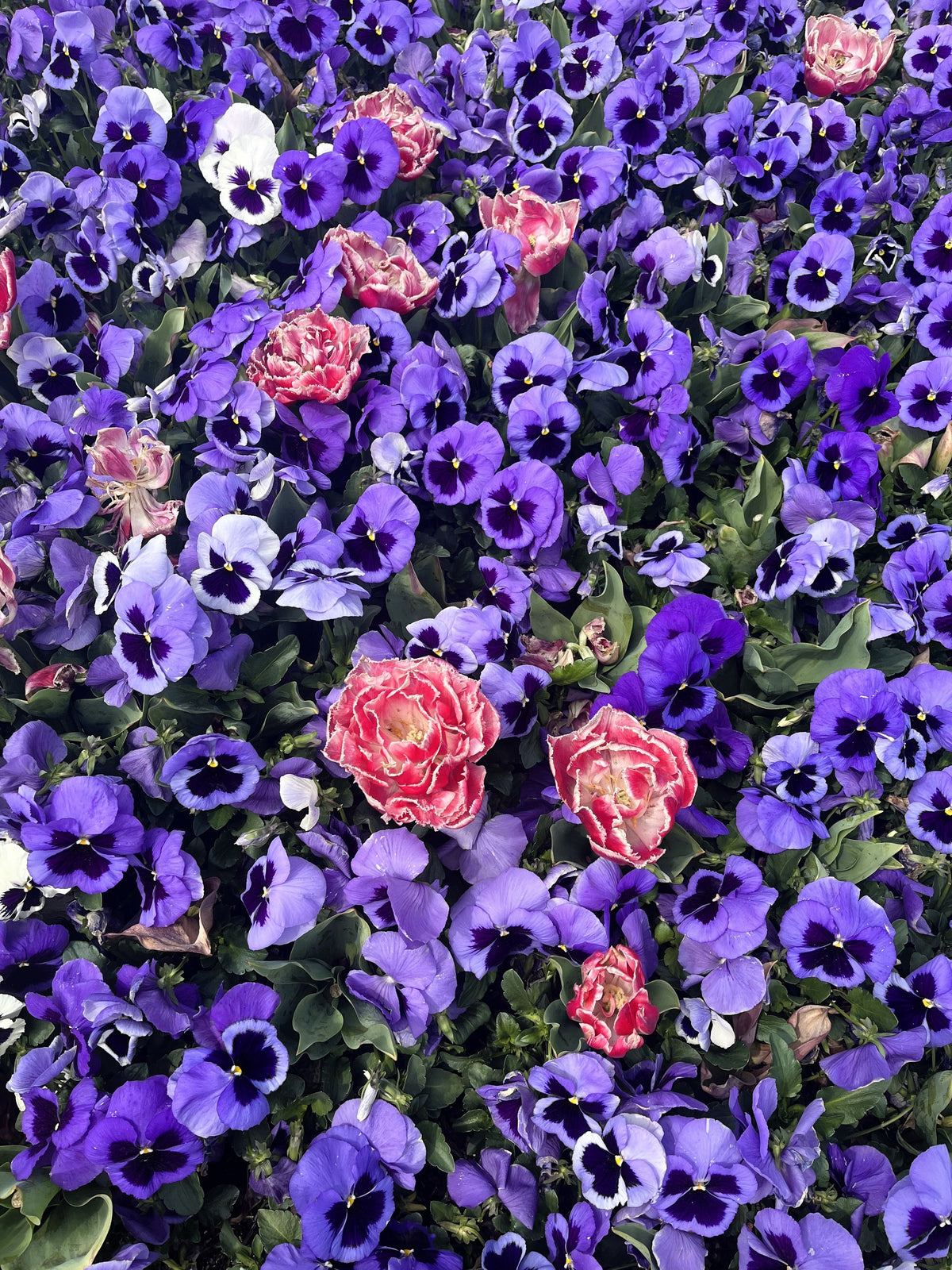 50 semillas de flores de pensamiento de mancha azul intenso, viola gigante suiza, wittrockiana, Ullswater
