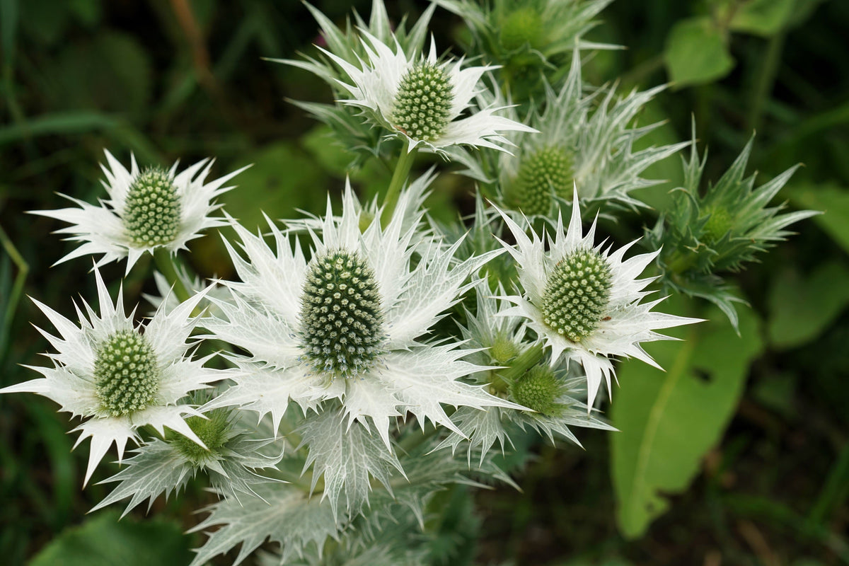 10 Giant SILVER SEA HOLLY Eryngium Giganteum Miss Willmott's Ghost Flower Seeds