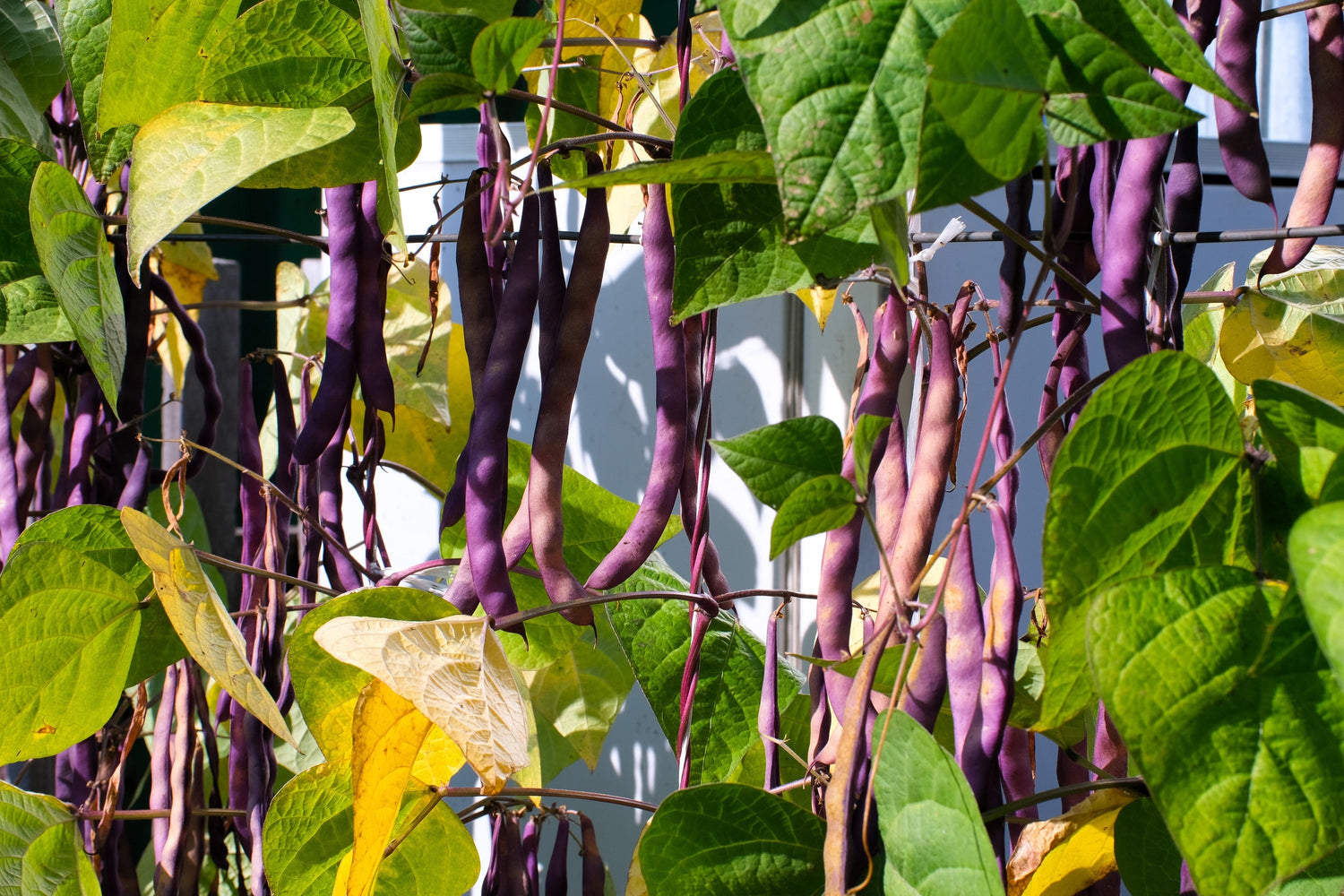 40 semillas de frijol morado Royalty Phaseolus Vulgaris