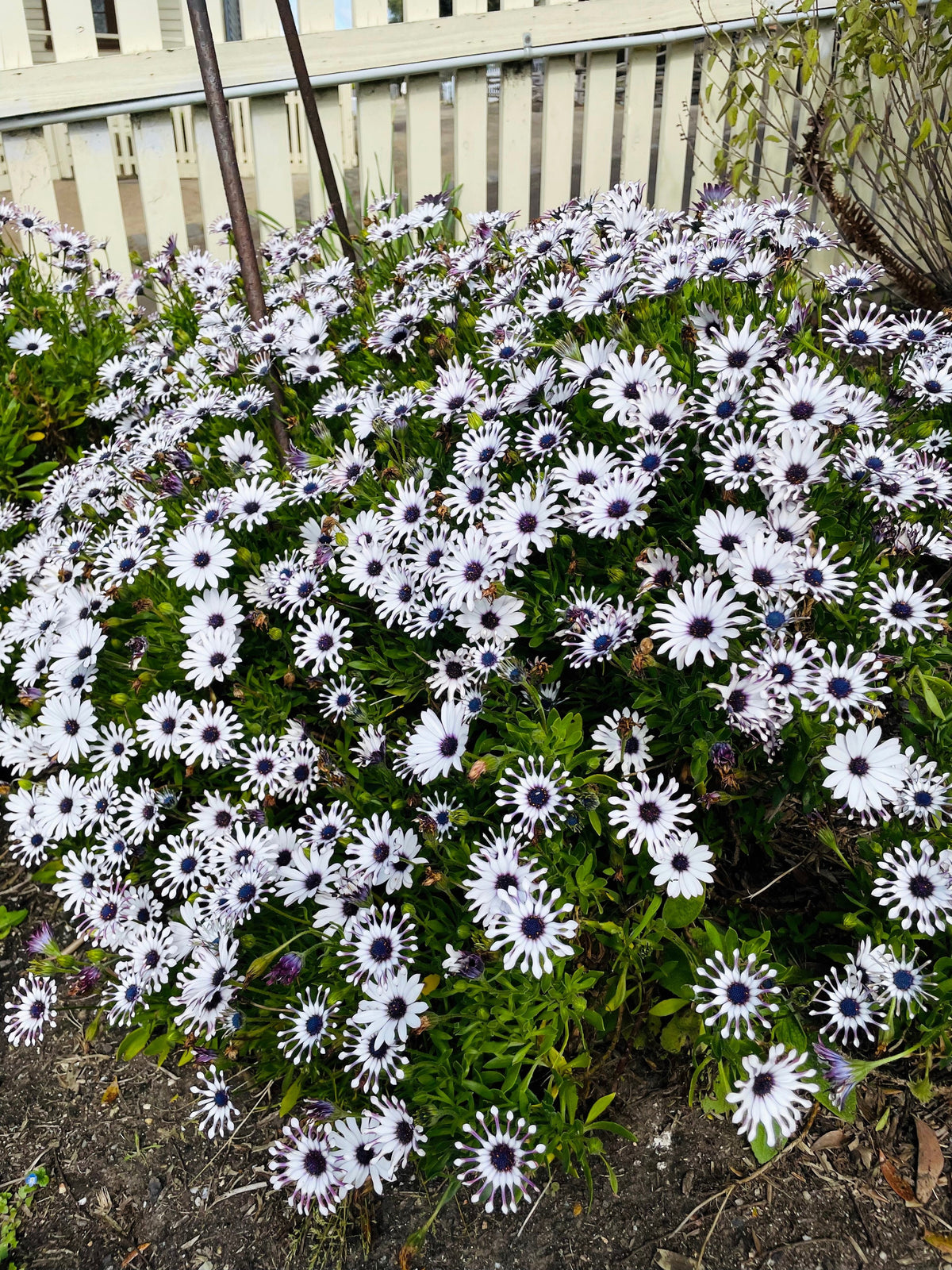5 semillas de flores de margarita africana del Cabo (OSTEOSPERMUM Fruticosum Pinwheel)