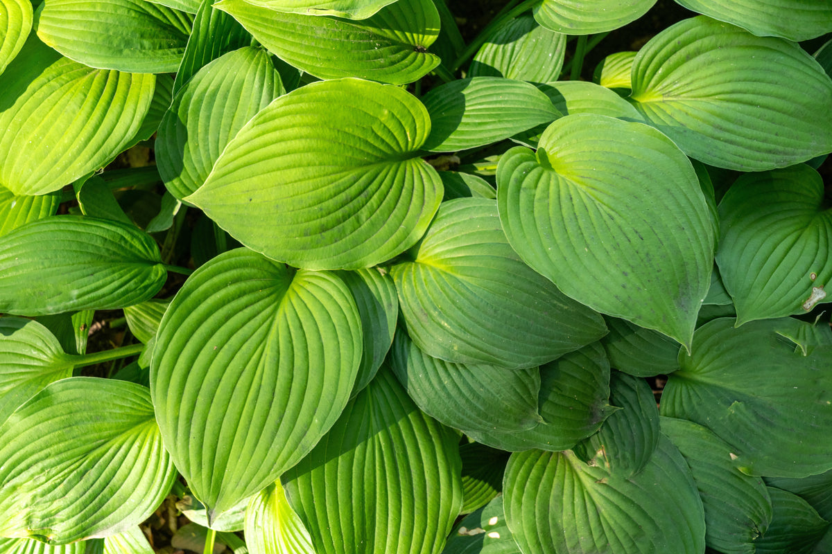 10 semillas de flores HOSTA ELEGANS Shade Lover