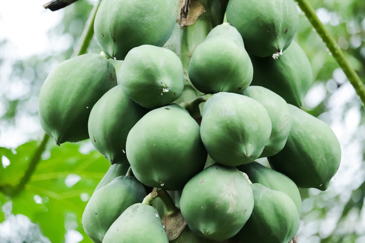 10 semillas de papaya waimanalo enana (árbol frutal hawaiano Carica) para interiores