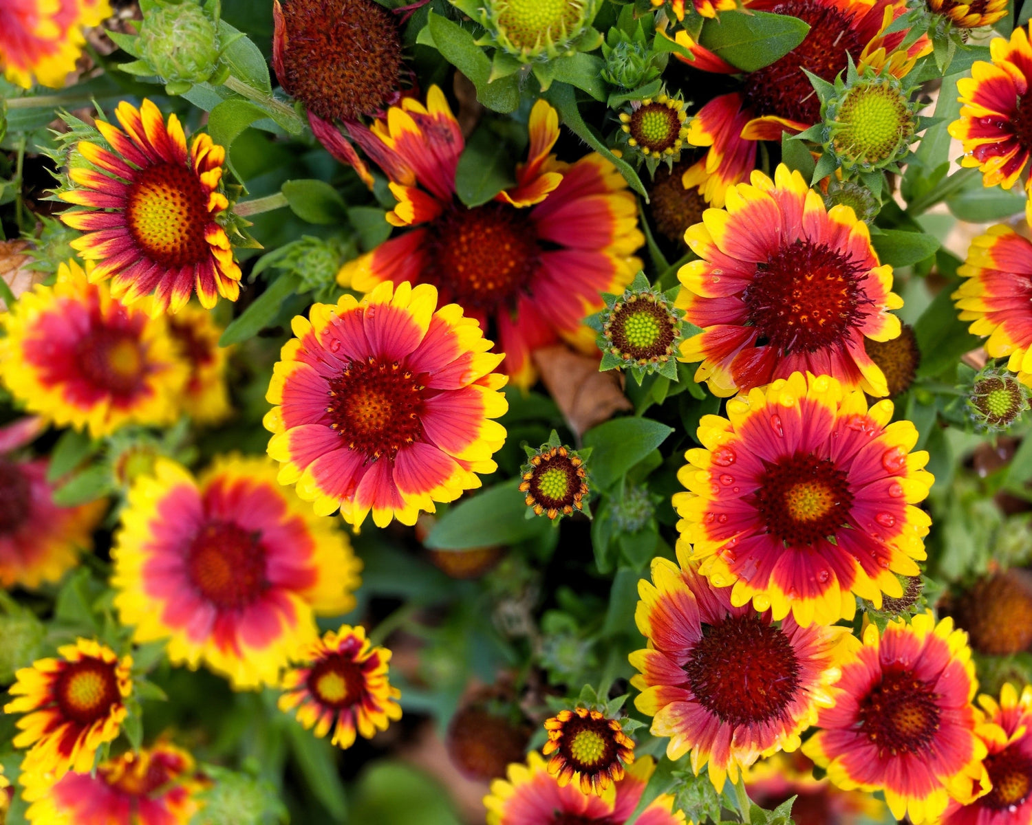 100 ARIZONA SUN GAILLARDIA Pulchella Indain Blanket Flower Seeds