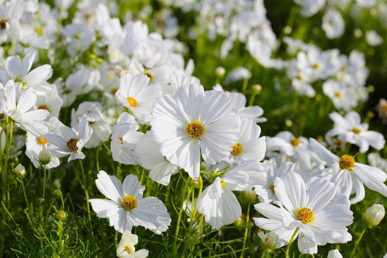 350 semillas de flores de Cosmos Bipinnatus de color blanco puro