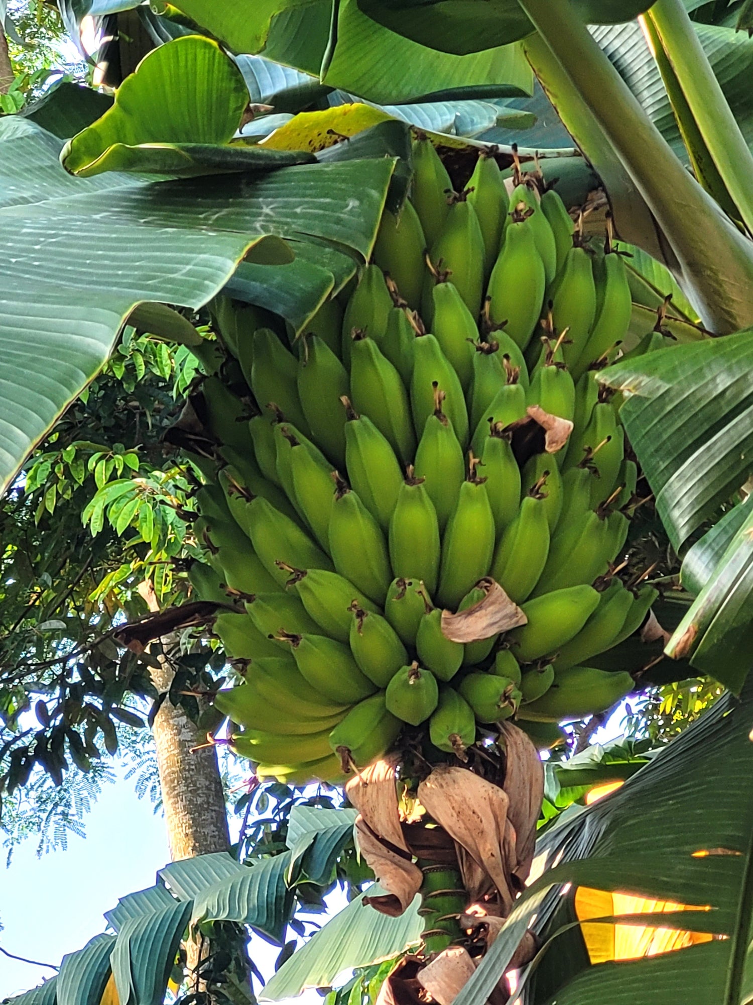 5 PLANTAIN BANANA Musa Balbisiana Hardy Red Flowering Sweet Wild Fruit Tree Seeds