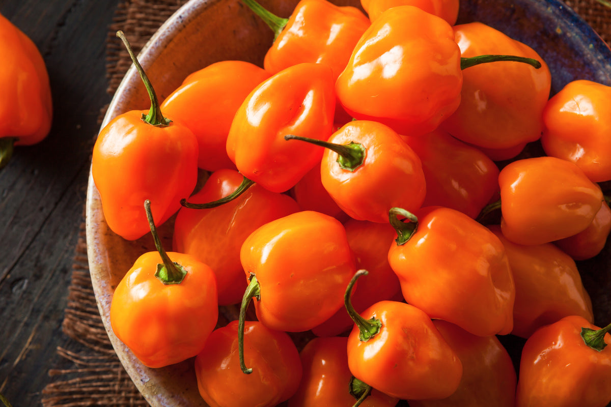 50 semillas de pimiento habanero naranja picante Capsicum Chinense