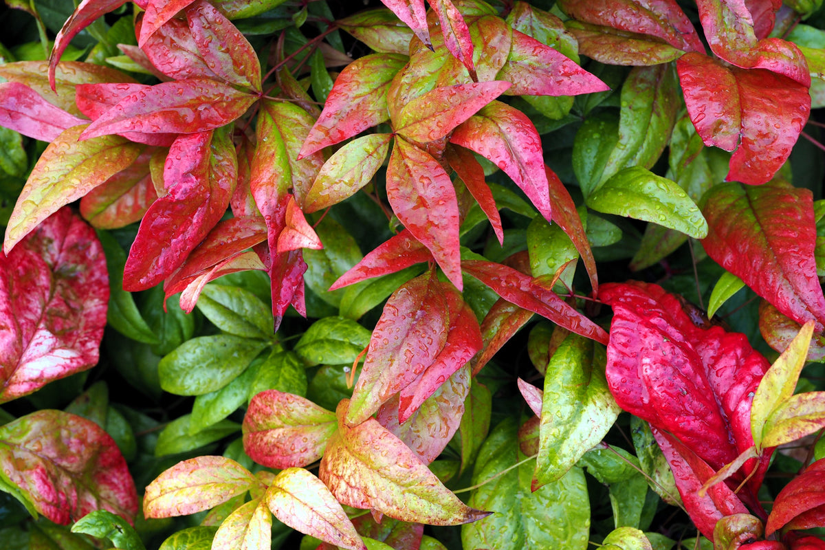 50 semillas de BAMBÚ CELESTIAL, Nandina Domestica Sagrada, arbusto de sombra rosa y rojo