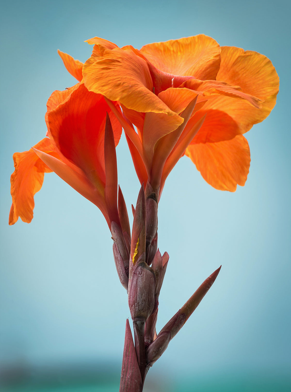 5 semillas de flores de Canna Indica, arrurruz indio, lirio de canna naranja