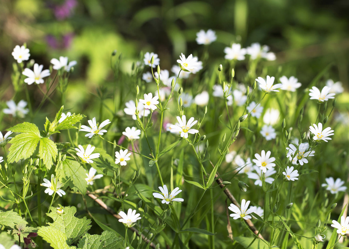 50 semillas orgánicas de pamplina, Stellaria Media, hierba estrellada, hierba de punto, hierba de flor blanca