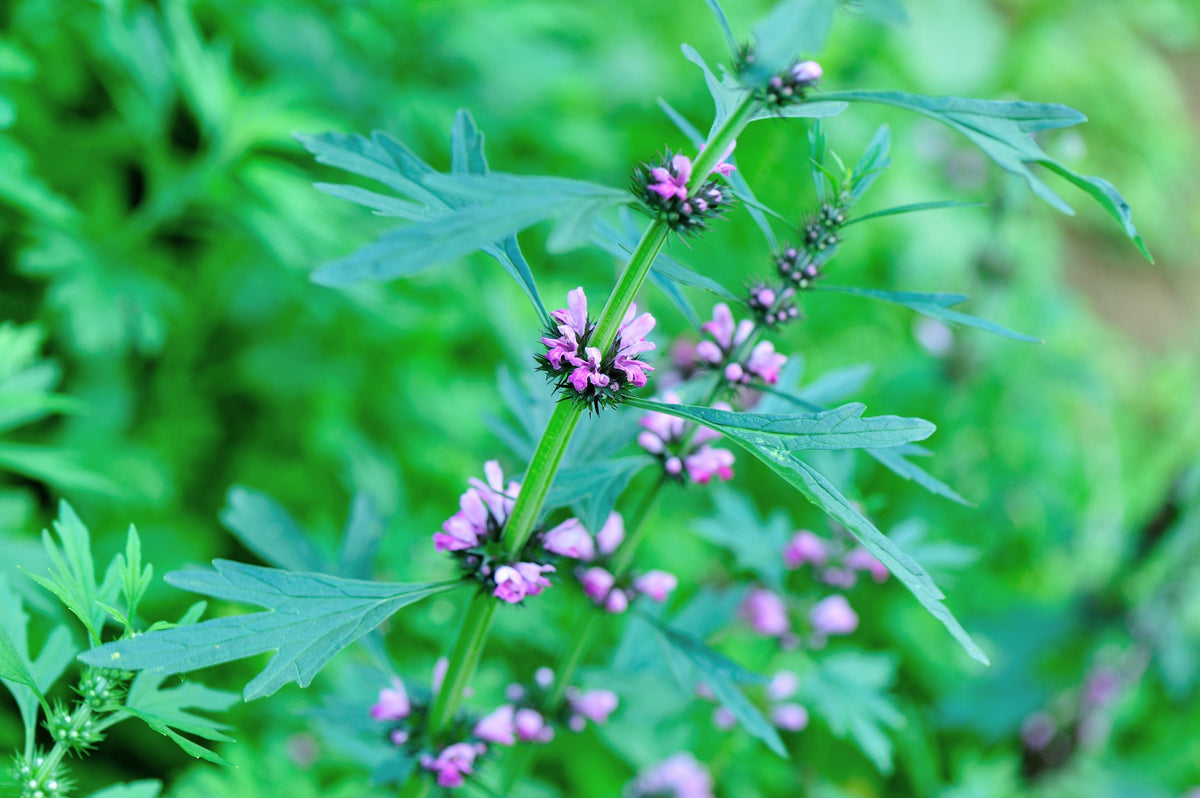 100 Pink CHINESE MOTHERWORT Leonurus Japonicus Siberian Honey Herb Flower Seeds