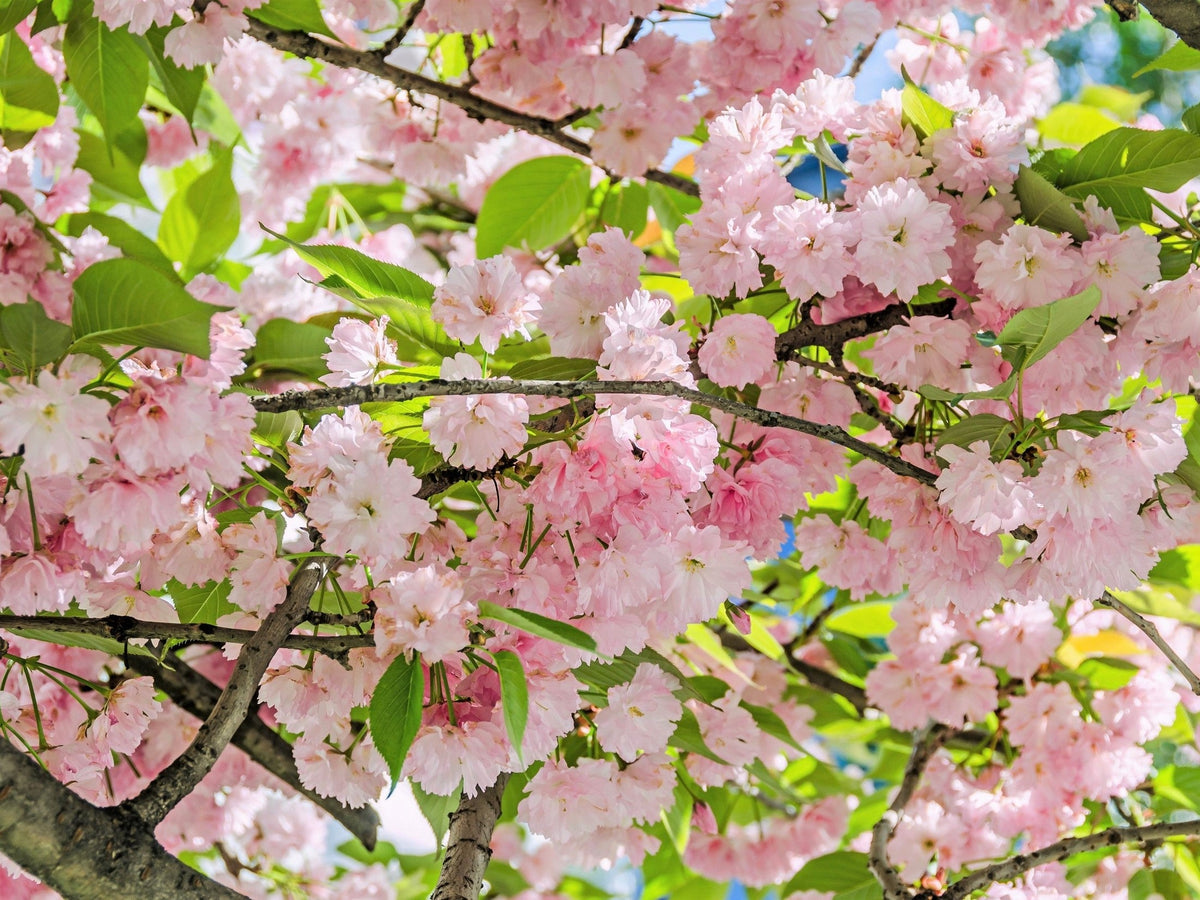 10 semillas de cerezo japonés de montaña (Prunus serrulata spontanea), árbol frutal rojo con flores rosas y blancas