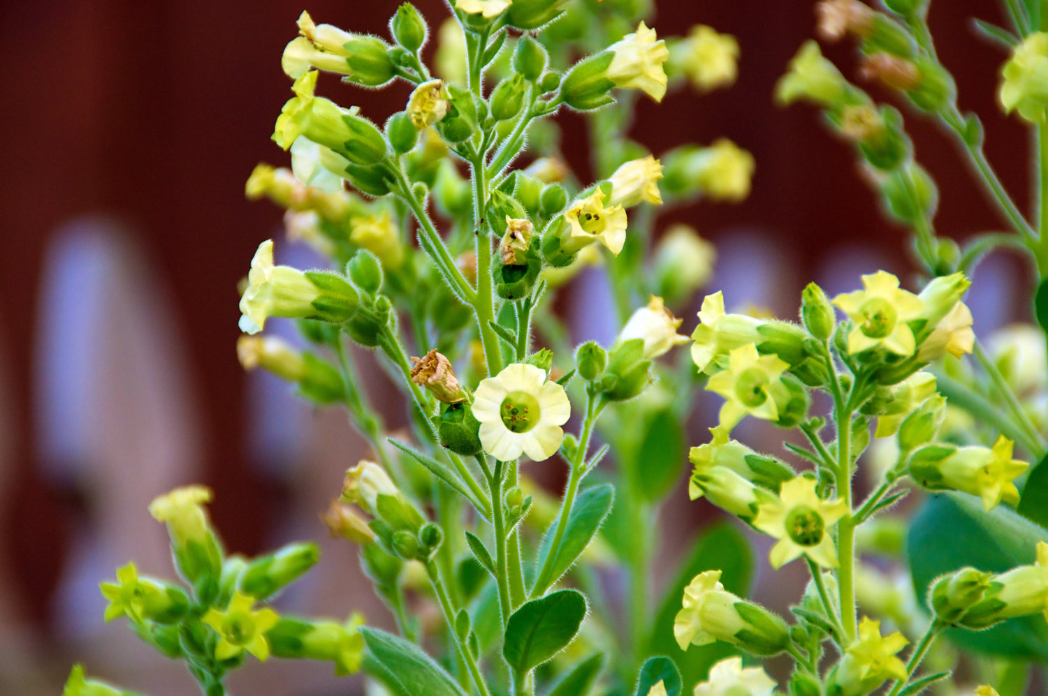 250 semillas de tabaco azteca Midewiwan Sacred Nicotiana Rustica, flor amarilla