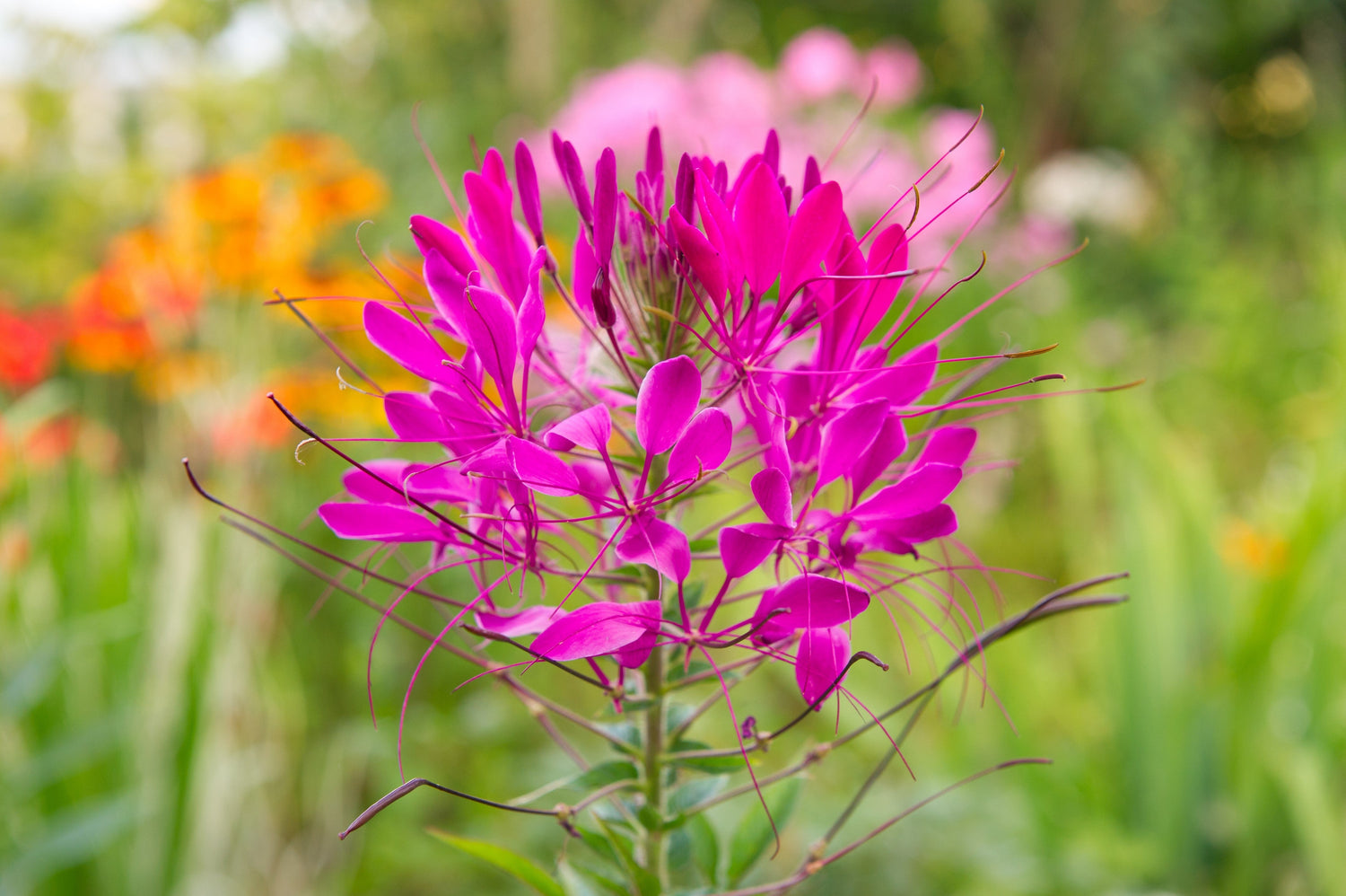 200 MAUVE QUEEN CLEOME Spinosa Hassleriana Purple Pink Spider Flower Seeds