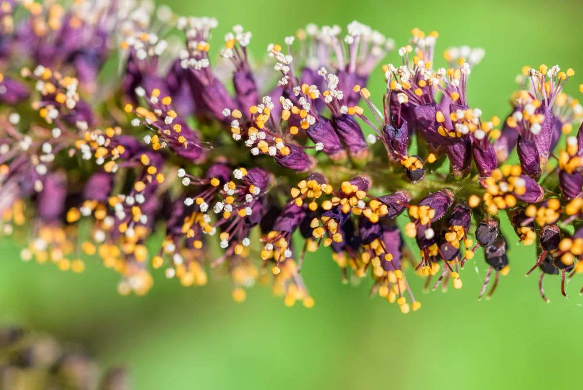 50 semillas de flores de índigo falso aromático (índigo silvestre enano) Amorpha Nana
