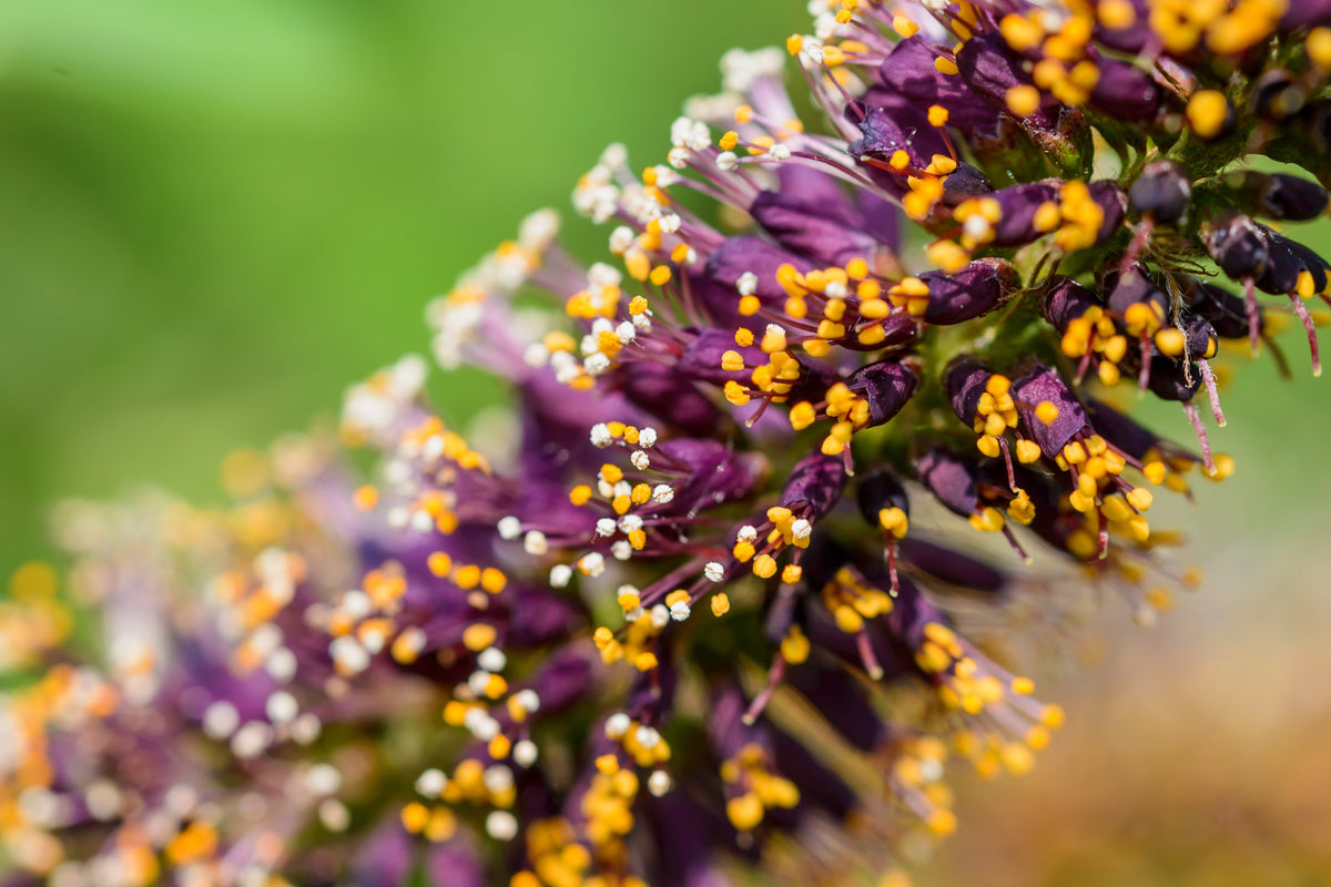 50 semillas de flores de índigo falso aromático (índigo silvestre enano) Amorpha Nana