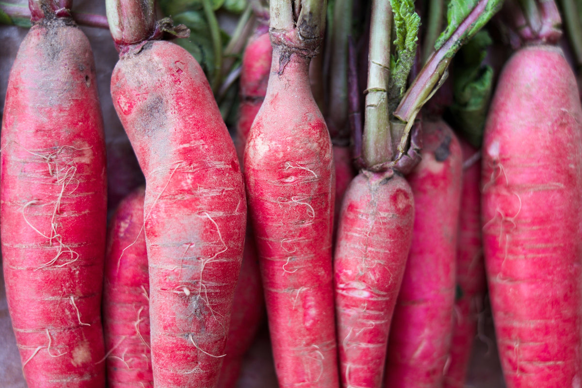 100 semillas de rábano rosa chino (rábano chino de invierno) Raphanus sativus
