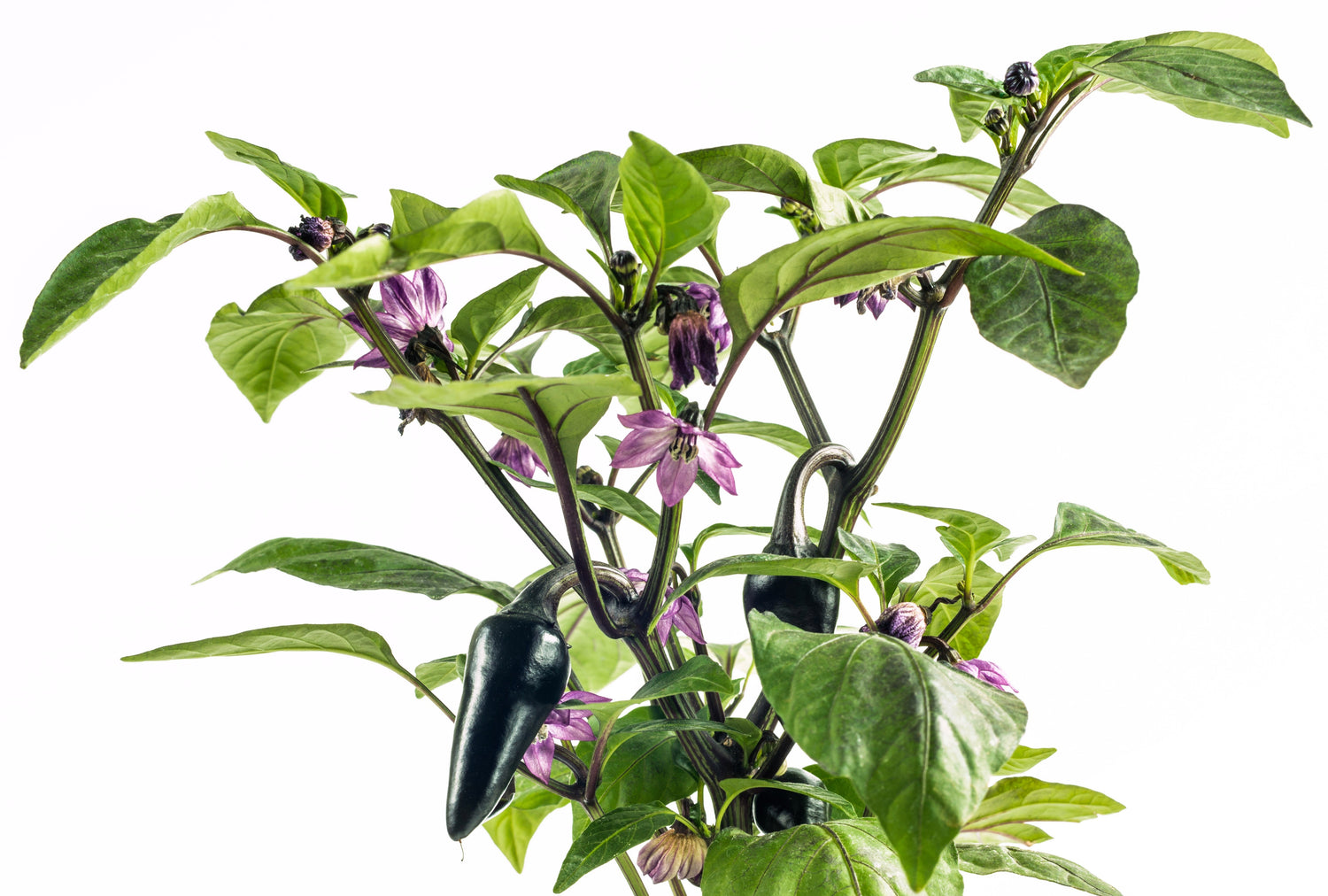 40 semillas de chile jalapeño morado orgánico Capsicum annuum, chile mexicano picante