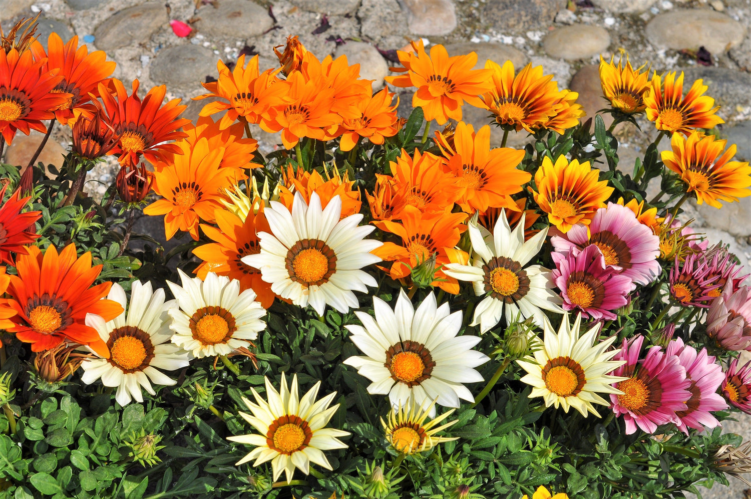 30 semillas de flores del tesoro de GAZANIA Rigens de colores mixtos