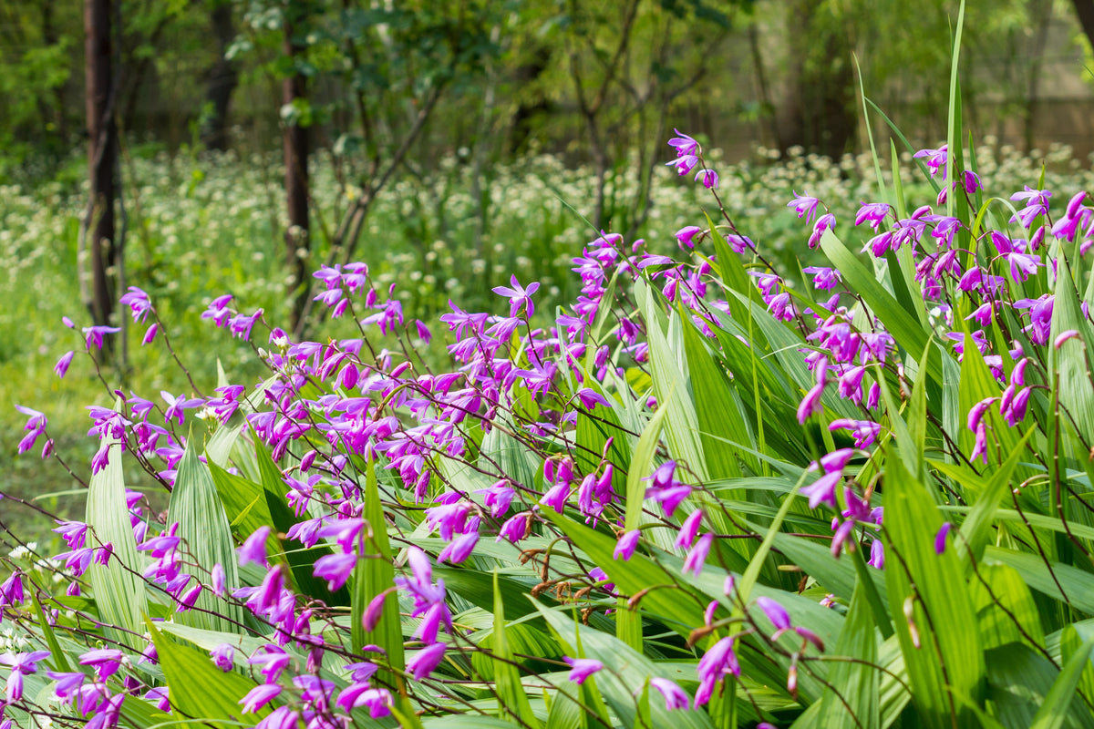 50 semillas resistentes de orquídea terrestre china Bletilla Striata, flores moradas