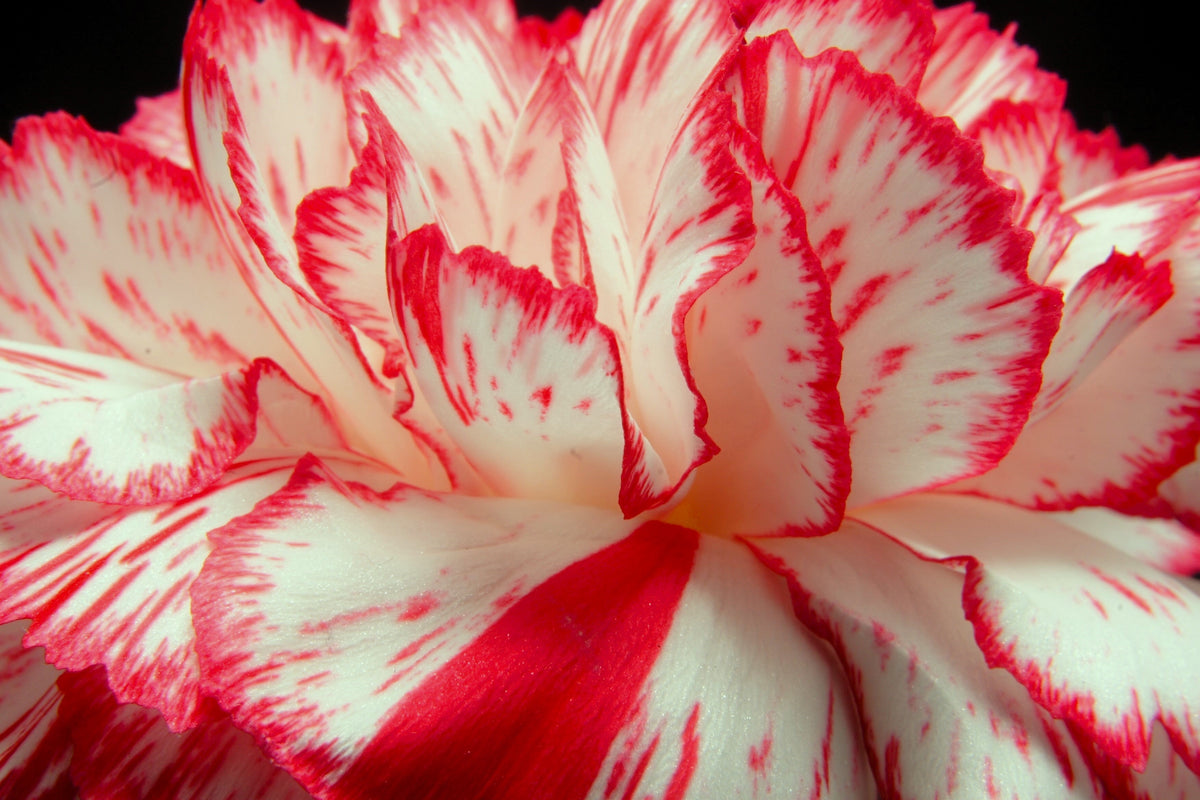 50 semillas de clavel rojo y blanco Avranchin Dianthus caryophyllus Chabaud