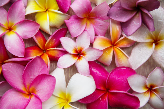 10 semillas de plumeria de colores variados - Lei Flower Frangipani Mix, arbusto fragante, árbol pequeño, rosa, rojo, amarillo, blanco, melocotón, dos tonos