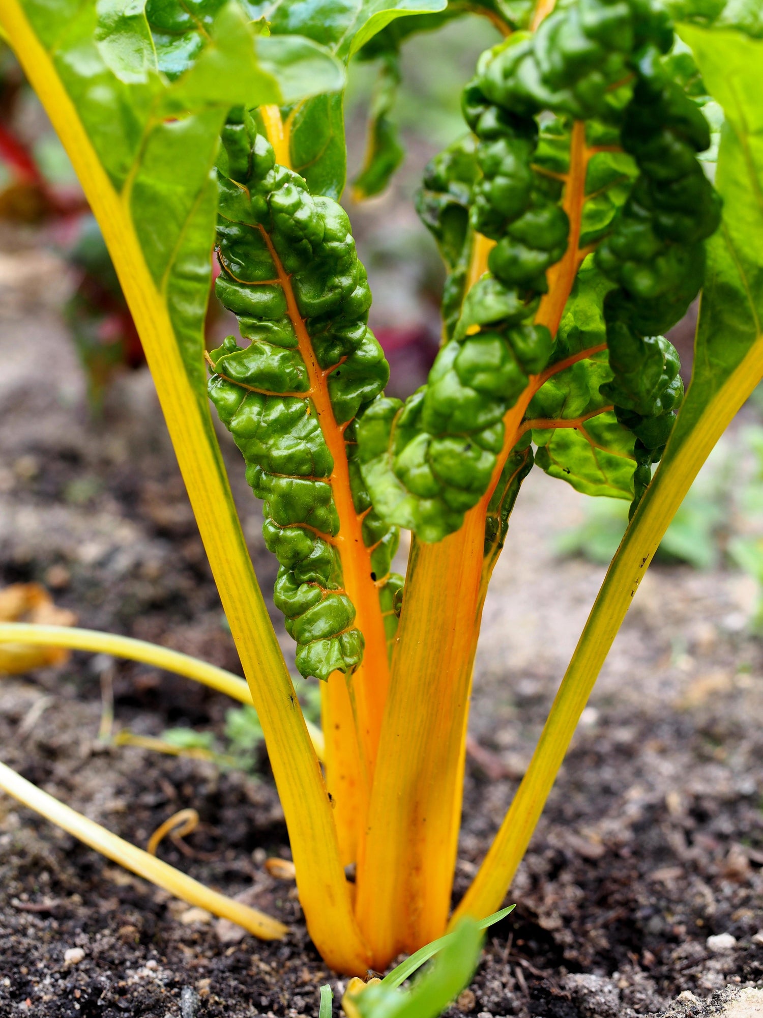 40 Semillas de Acelga Amarilla (Beta Vulgaris) Espinaca Perpetua