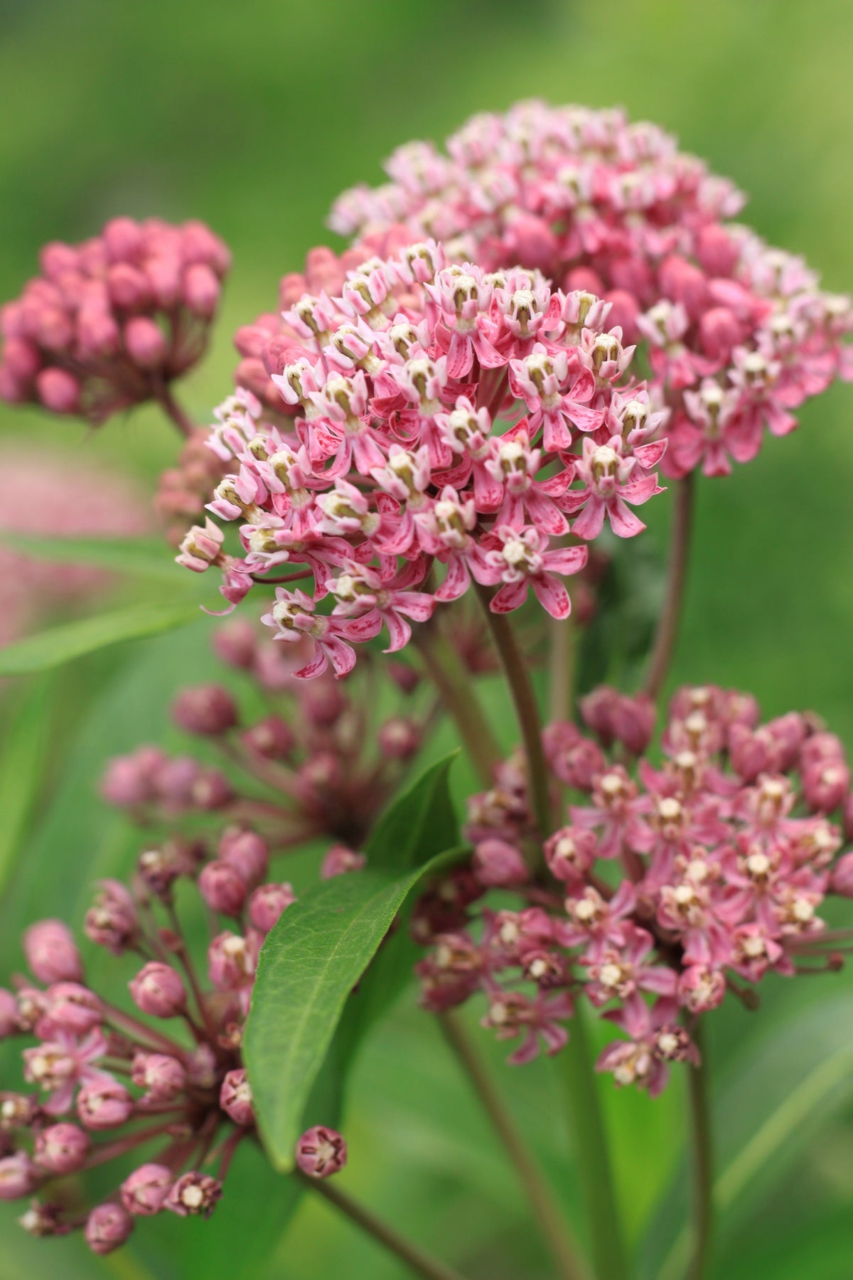 100 semillas de asclepia rosa (asclepias Syriaca monarca)