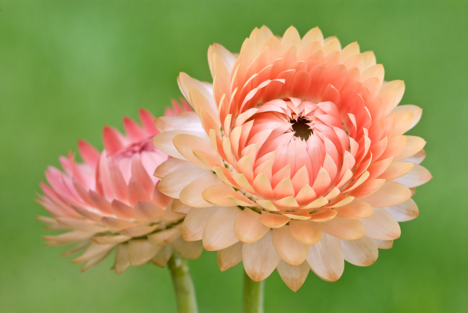 100 APRICOT & PEACH STRAWFLOWER Mix Coral Paper Daisy Helichrysum Bracteatum Flower Seeds