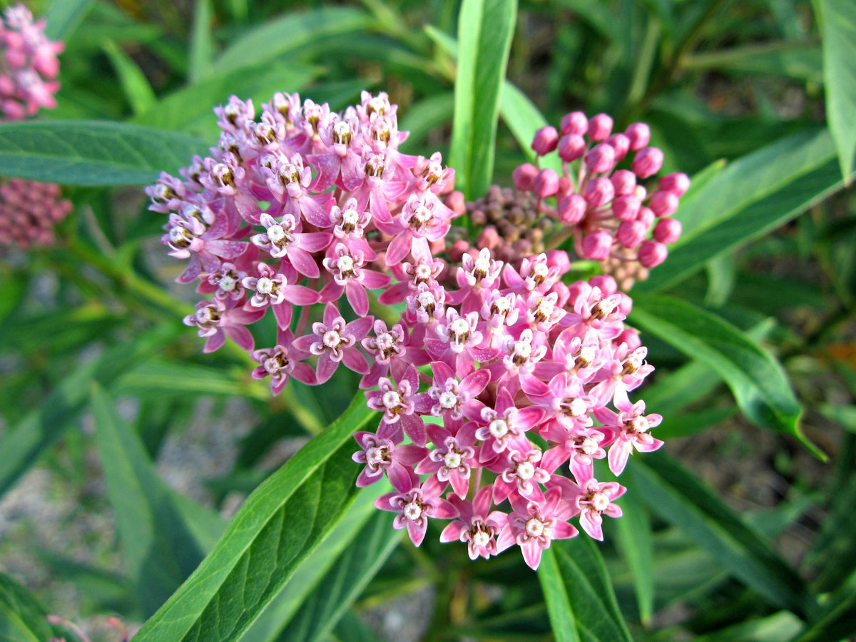 100 semillas de asclepia rosa (asclepias Syriaca monarca)
